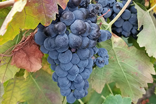 Three Wine Company